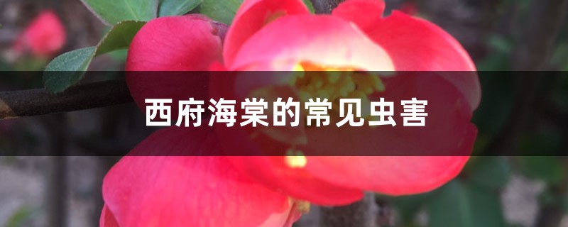 西府海棠的常见虫害 西府海棠的常见虫害