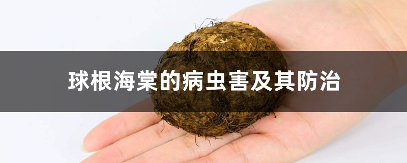 球根海棠的病虫害及其防治 球根海棠的病虫害及其防治
