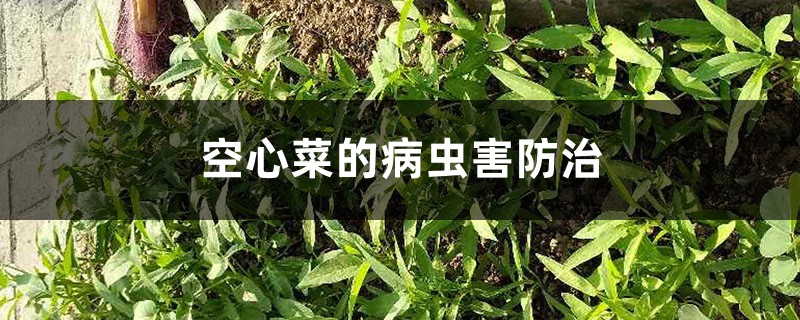 空心菜的病虫害防治 空心菜的病虫害防治