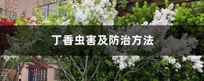 丁香虫害及防治方法 丁香虫害及防治方法