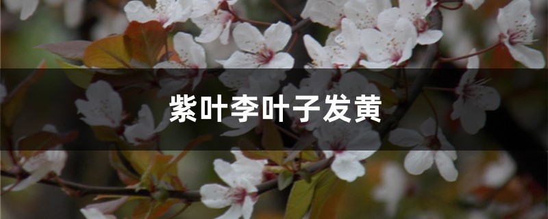 紫叶李黄叶的原因和处理办法 紫叶李黄叶的原因和处理办法