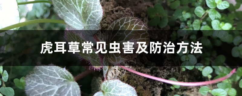 虎耳草常见虫害及防治方法 虎耳草常见虫害及防治方法