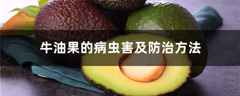 牛油果的病虫害及防治方法 牛油果的病虫害及防治方法