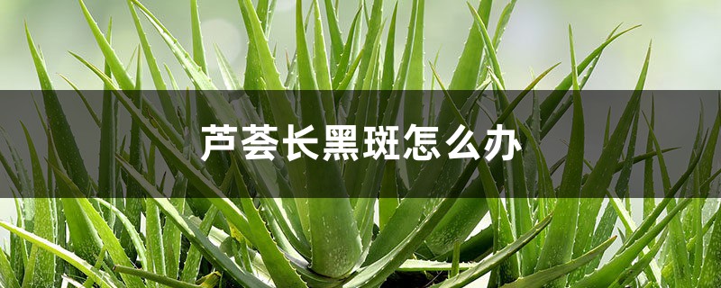 芦荟长黑斑怎么办 芦荟长黑斑怎么办