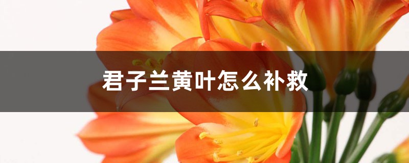 君子兰黄叶的原因和处理办法 君子兰黄叶的原因和处理办法