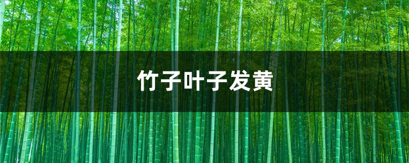 竹子黄叶的原因和处理办法 竹子黄叶的原因和处理办法