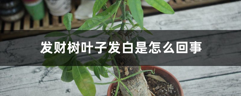 发财树叶子发白是怎么回事 发财树叶子发白是怎么回事