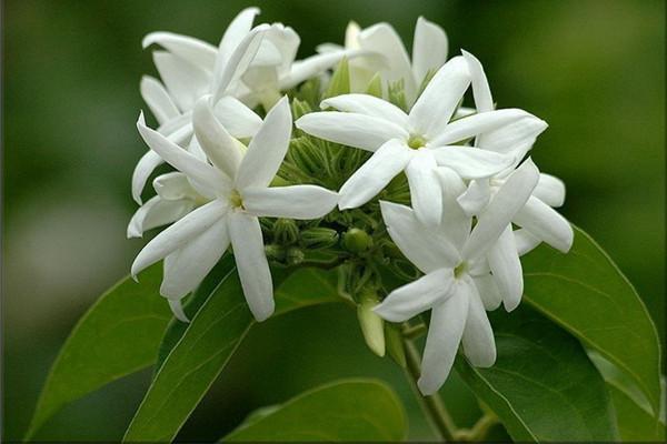 毛茉莉的虫害及其防治 毛茉莉的虫害及其防治