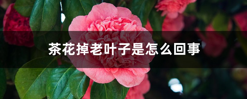 茶花掉老叶子是怎么回事 茶花掉老叶子是怎么回事