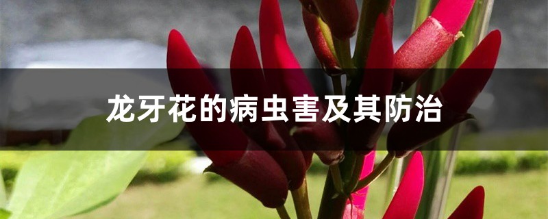 龙牙花的病虫害及其防治 龙牙花的病虫害及其防治