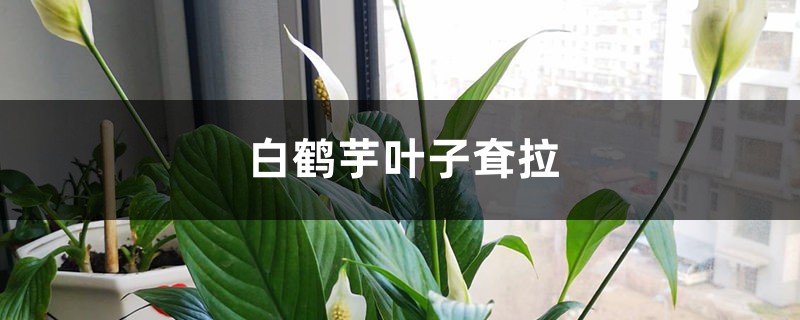 白鹤芋叶子耷拉的原因 白鹤芋叶子耷拉的原因