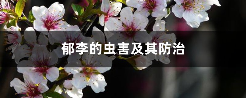 郁李的虫害及其防治 郁李的虫害及其防治