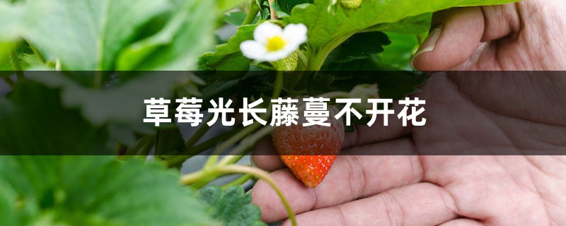 草莓光长藤蔓不开花怎么办 草莓光长藤蔓不开花怎么办