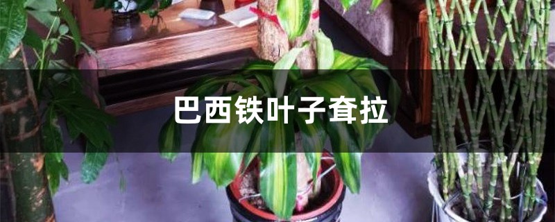 巴西铁叶子耷拉怎么办 巴西铁叶子耷拉怎么办
