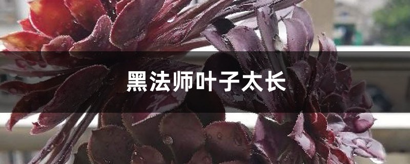 黑法师叶子太长的原因 黑法师叶子太长的原因