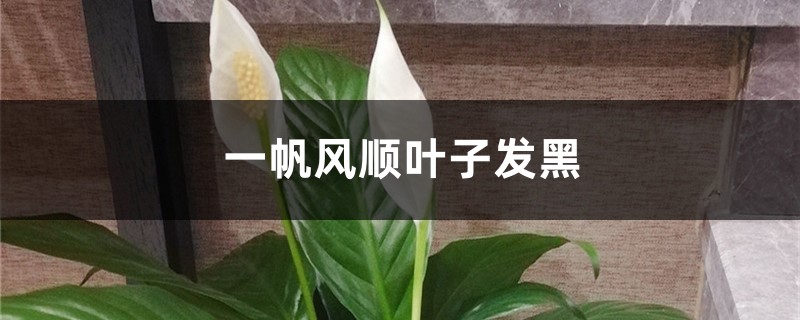 一帆风顺叶子发黑怎么办 一帆风顺叶子发黑怎么办