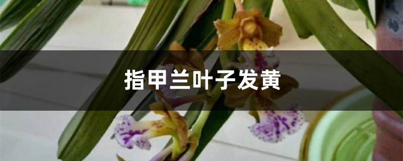 指甲兰黄叶的原因和处理办法 指甲兰黄叶的原因和处理办法
