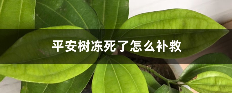 平安树冻死了怎么补救 平安树冻死了怎么补救