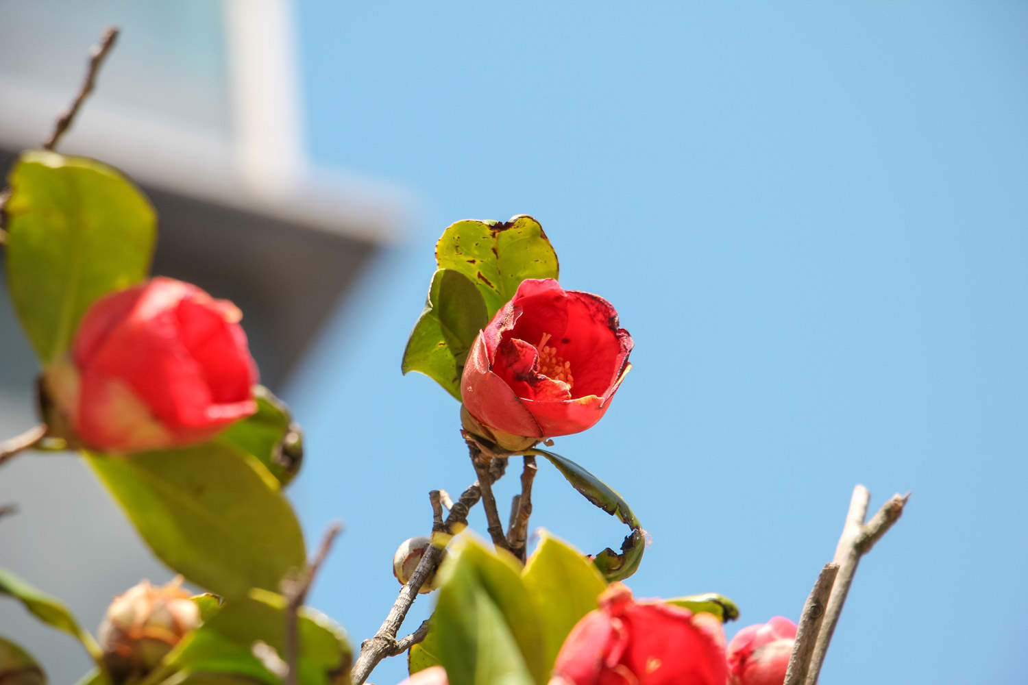 茶花 茶花