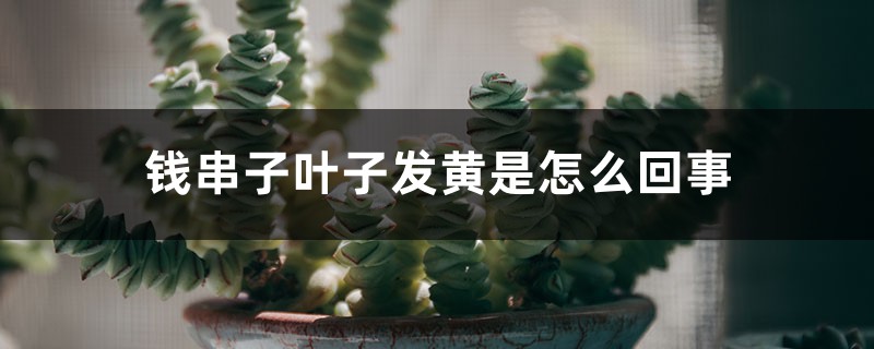 钱串子叶子发黄是怎么回事 钱串子叶子发黄是怎么回事
