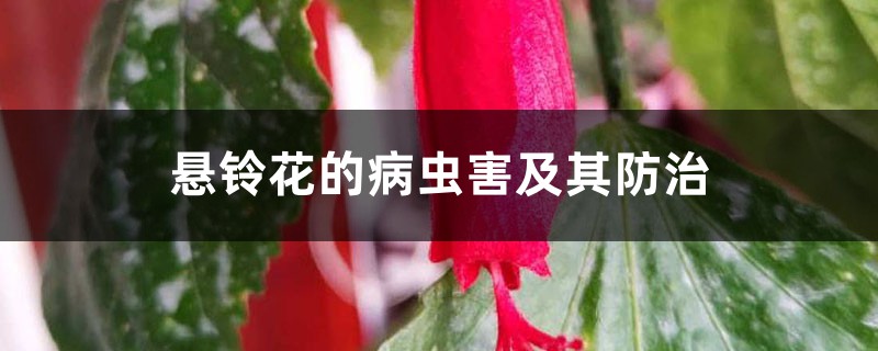 悬铃花的病虫害及其防治 悬铃花的病虫害及其防治