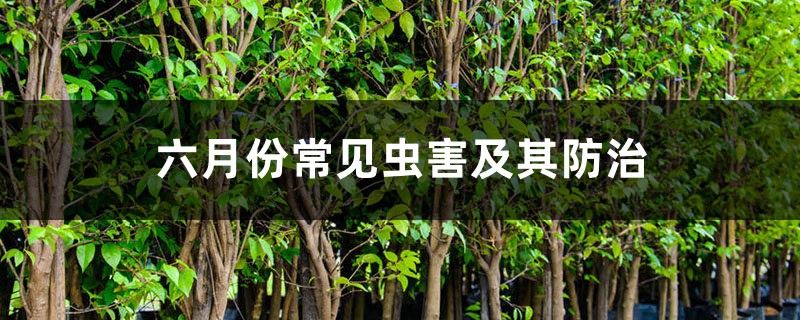 六月份常见虫害及其防治 六月份常见虫害及其防治