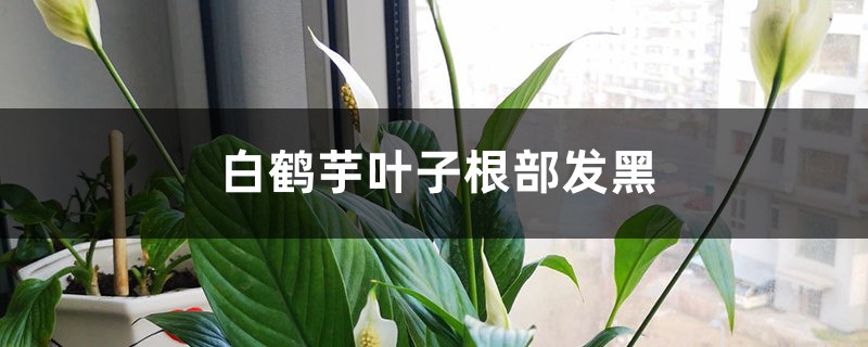白鹤芋叶子根部发黑的原因 白鹤芋叶子根部发黑的原因