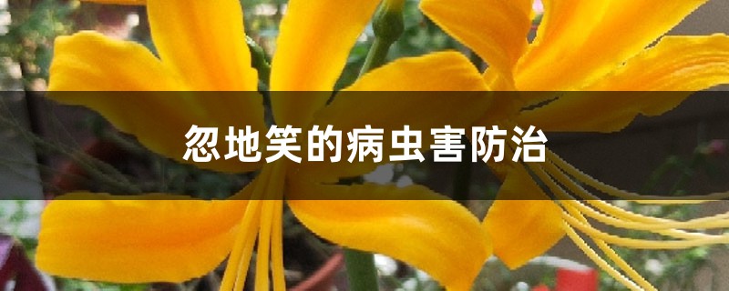 忽地笑的病虫害防治 忽地笑的病虫害防治