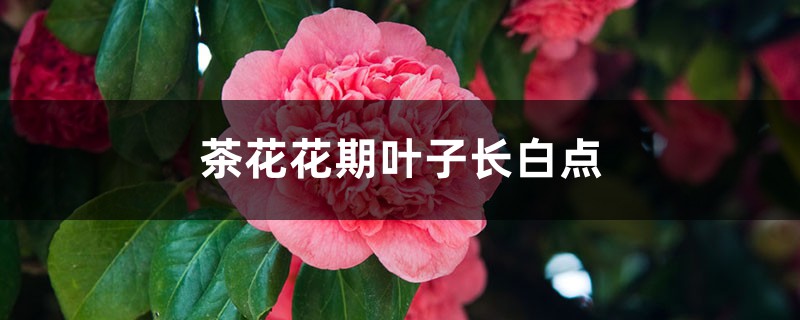 茶花花期叶子长白点的原因 茶花花期叶子长白点的原因