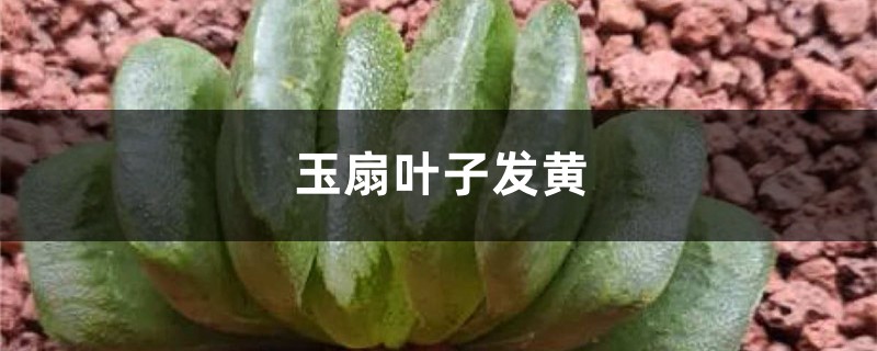 玉扇黄叶的原因和处理办法 玉扇黄叶的原因和处理办法