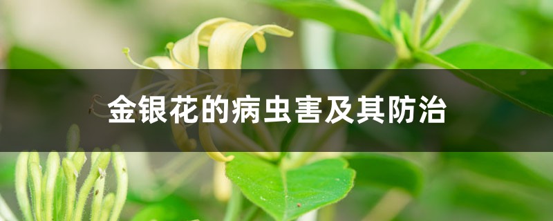 金银花的病虫害及其防治 金银花的病虫害及其防治