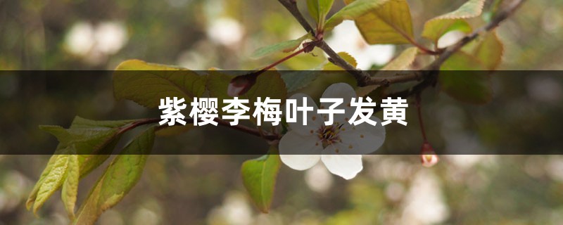 紫樱李梅黄叶的原因和处理办法 紫樱李梅黄叶的原因和处理办法