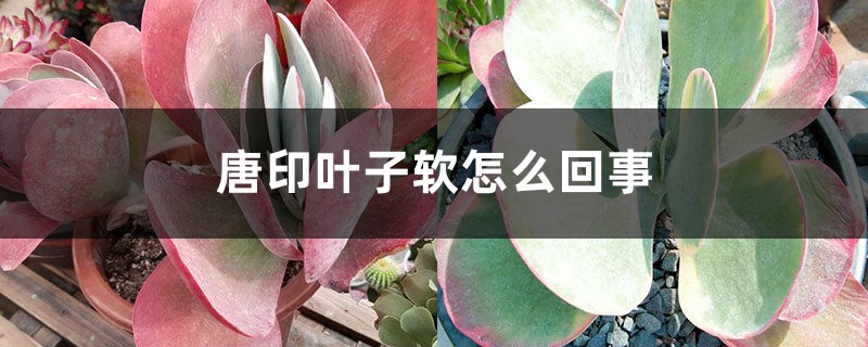 唐印叶子软怎么回事 唐印叶子软怎么回事