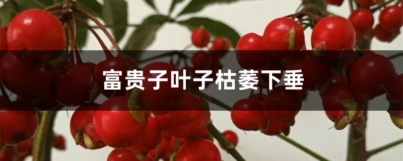 富贵子叶子枯萎下垂怎么办 富贵子叶子枯萎下垂怎么办