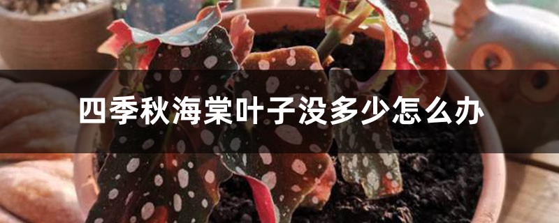 四季秋海棠叶子没多少怎么办 四季秋海棠叶子没多少怎么办