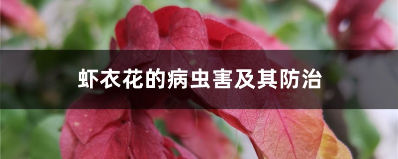虾衣花的病虫害及其防治 虾衣花的病虫害及其防治