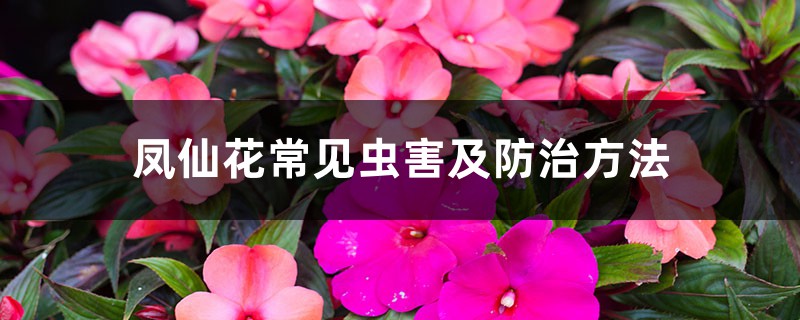 凤仙花常见虫害及防治方法 凤仙花常见虫害及防治方法