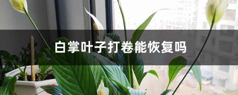 白掌叶子打卷的原因 白掌叶子打卷的原因