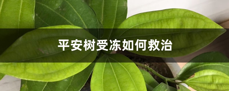 平安树受冻如何救治 平安树受冻如何救治