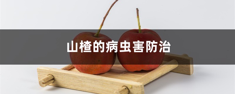 山楂的病虫害防治 山楂的病虫害防治
