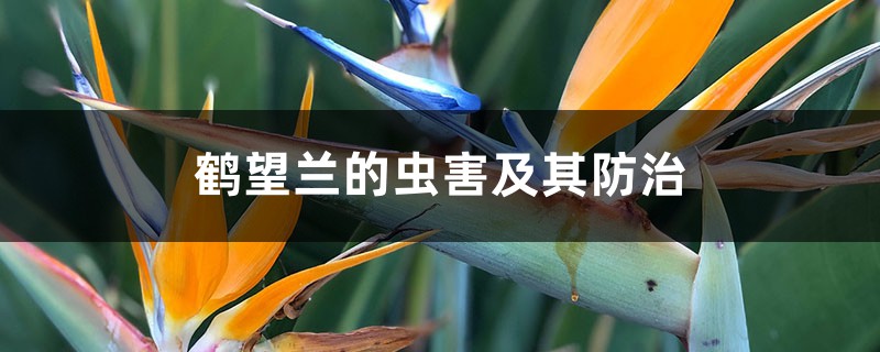 鹤望兰的虫害及其防治 鹤望兰的虫害及其防治