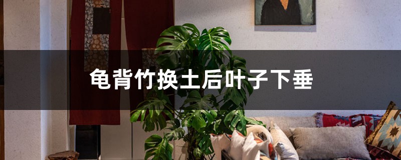 龟背竹换土后叶子下垂的原因 龟背竹换土后叶子下垂的原因