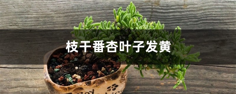 枝干番杏黄叶的原因和处理办法 枝干番杏黄叶的原因和处理办法