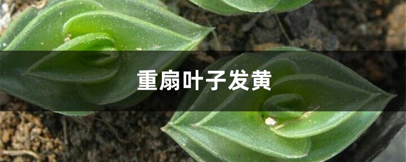 重扇黄叶的原因和处理办法 重扇黄叶的原因和处理办法