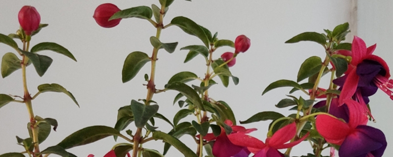 灯笼花叶子掉光了的原因 灯笼花叶子掉光了的原因