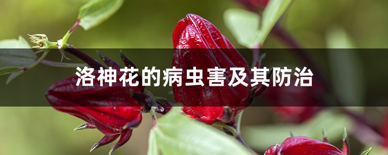 洛神花的病虫害及其防治 洛神花的病虫害及其防治