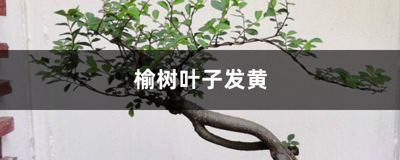 榆树黄叶的原因和处理办法 榆树黄叶的原因和处理办法