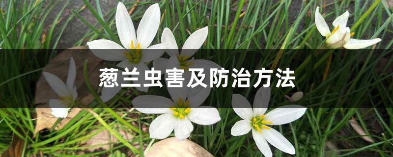 葱兰虫害及防治方法 葱兰虫害及防治方法