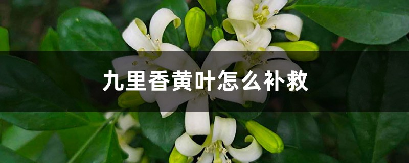 九里香黄叶的原因和处理办法 九里香黄叶的原因和处理办法