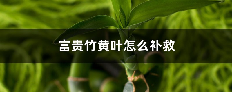 富贵竹黄叶的原因和处理办法 富贵竹黄叶的原因和处理办法